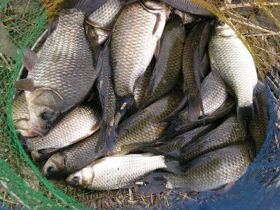 釣友們！魚餌香精盡在青島花帝